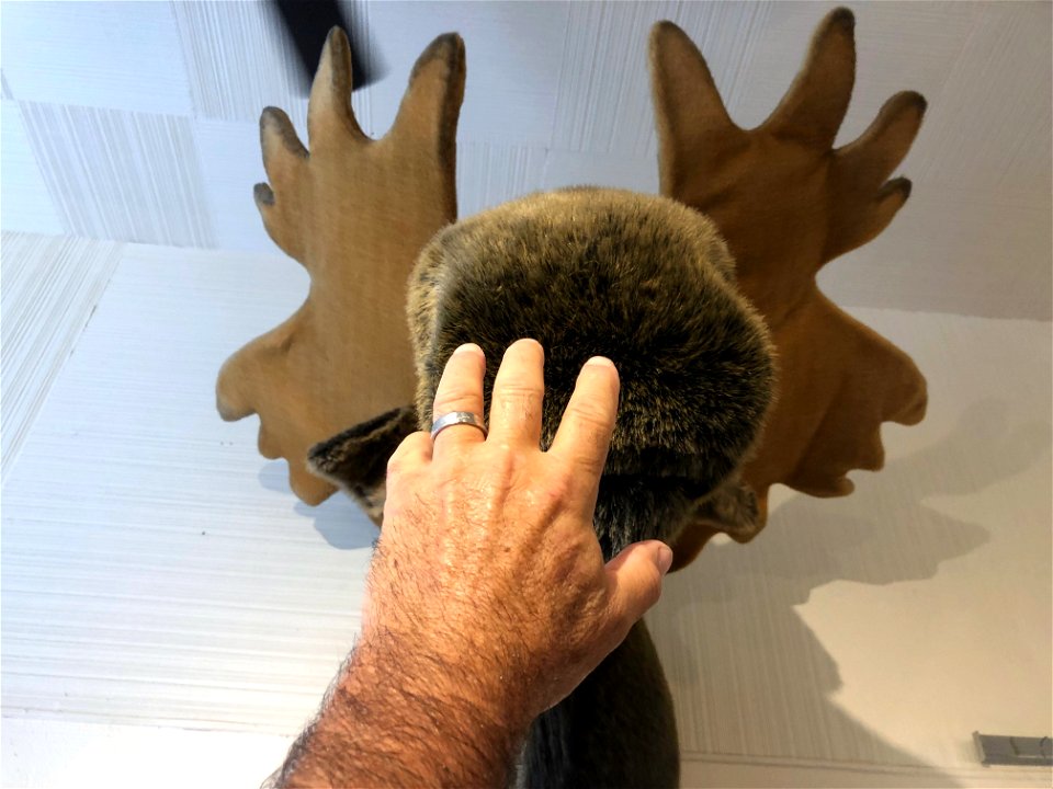 Its National Tickle a Moose Day