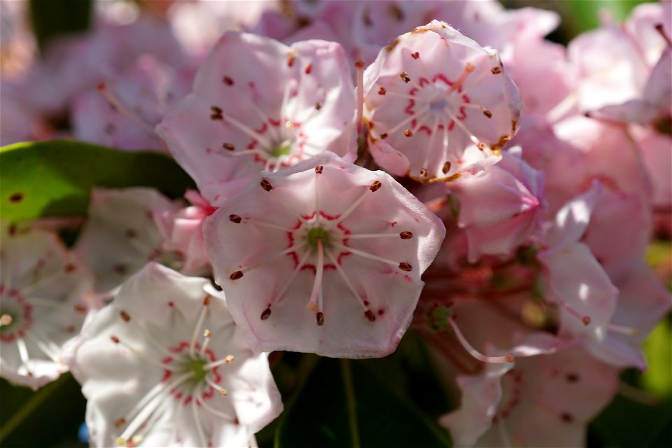 Mountain Laurel