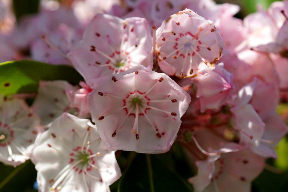 Mountain Laurel photo