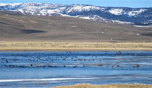 Early Waterfowl Return