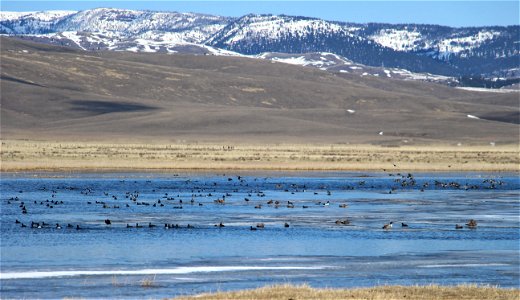 Early Waterfowl Return photo