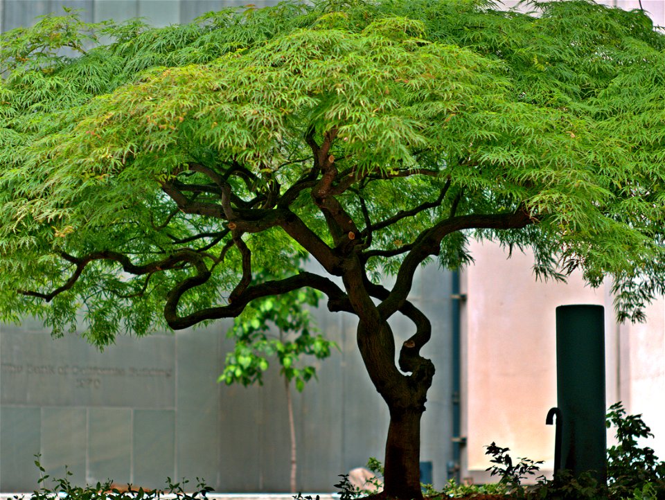 Twisted Tree revisited