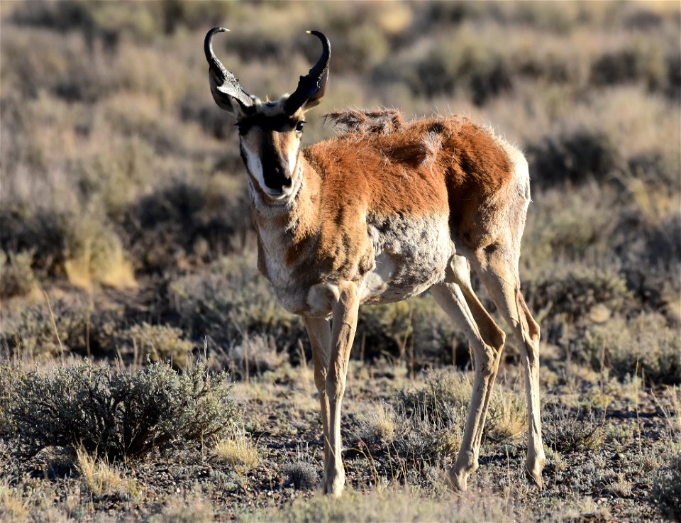 Pronghorn at Seedskadee National Wildlife Refuge