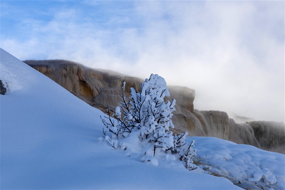 Rime ice on a tree near Mound Terrace