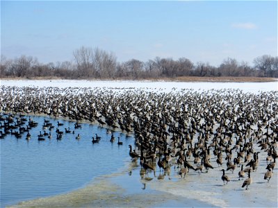 Flock of Canada Geese Lake Andes National Wildlife Refuge South Dakota photo