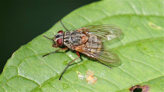 Phaonia valida (Fam. Muscidae = Echte Fliegen)