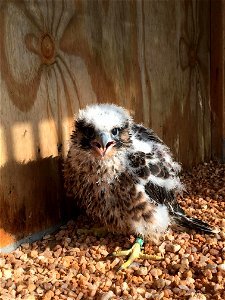Falcon Chick in Hack Box photo