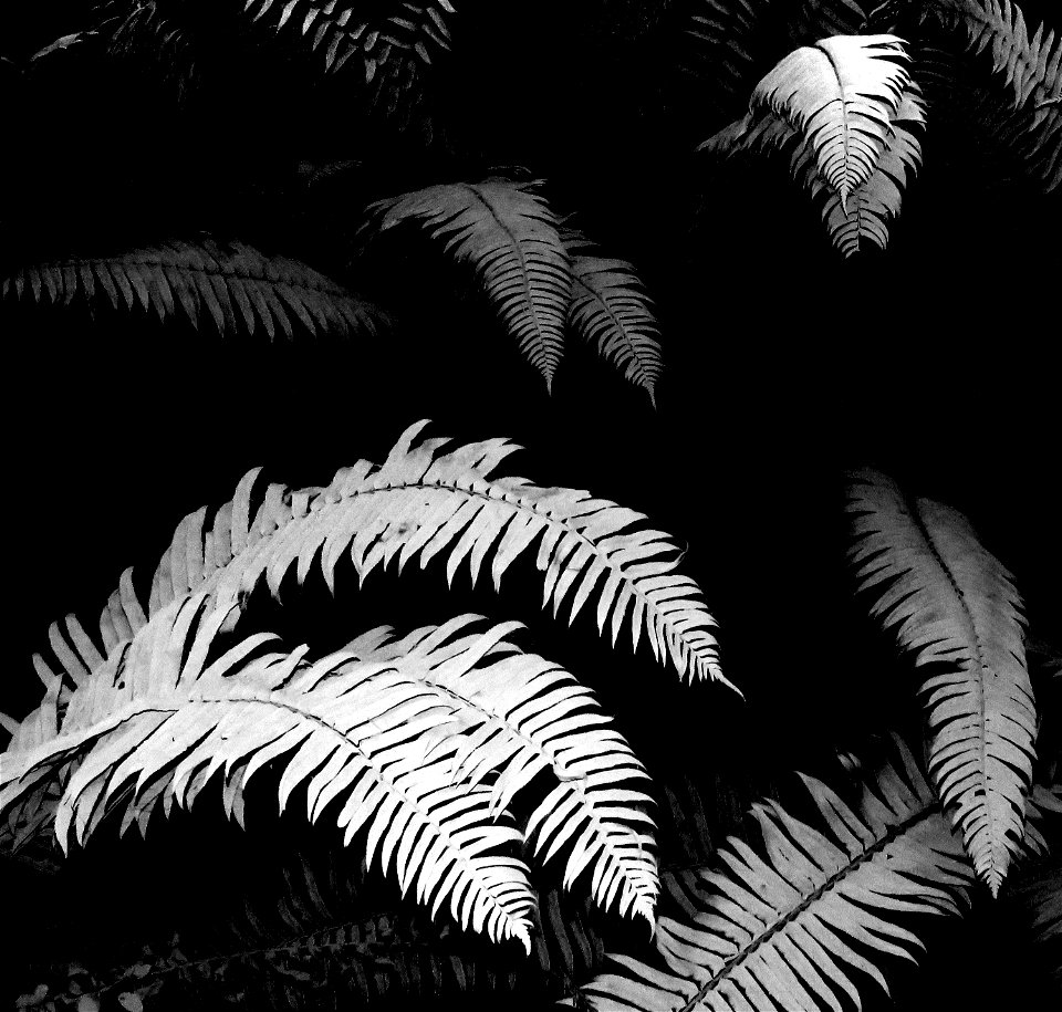 15 BLACK & WHITE STUDIES -   Dust on roadside plants, del norte co, ca (2)