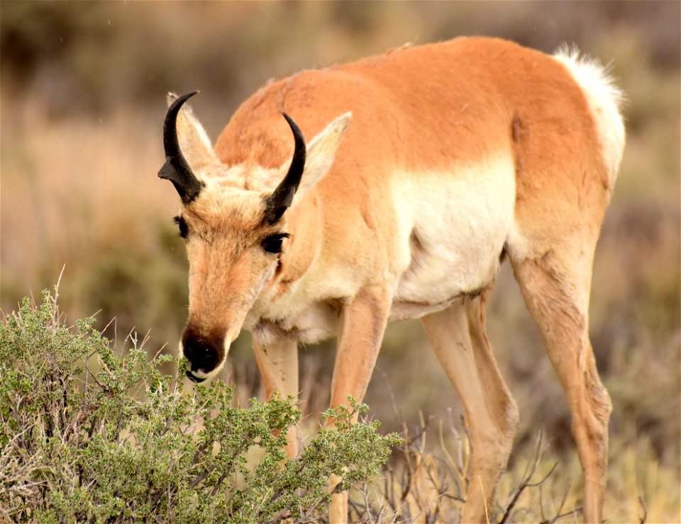 Pronghorn at Seedskadee National Wildlife Refuge