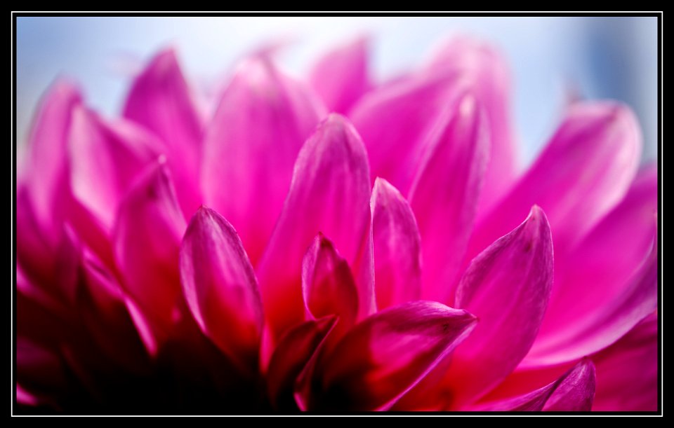 Villa Taranto-dahlias labyrinth photo