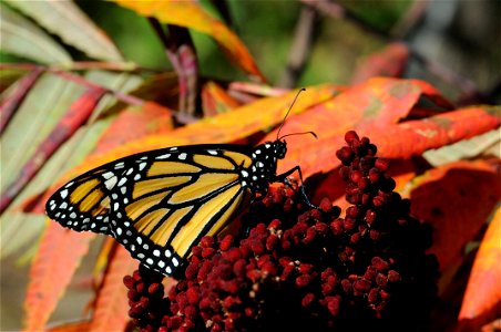Monarch Butterfly on Sumac photo