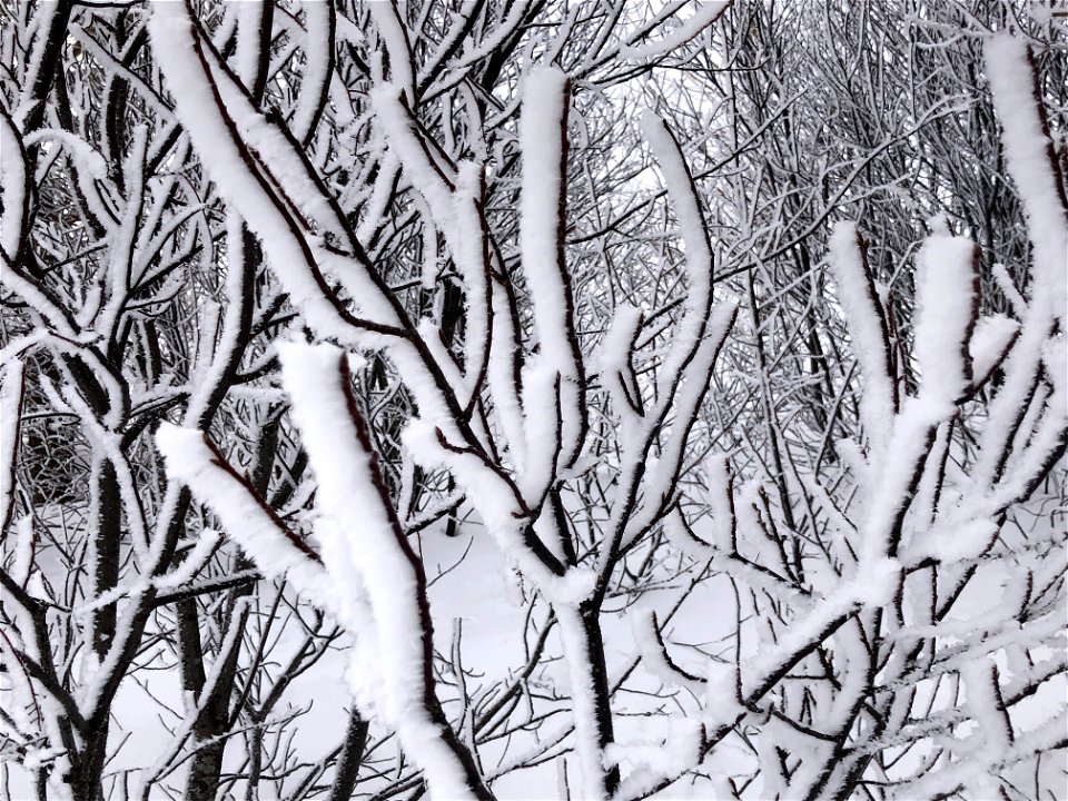 Amongst Iced Branches