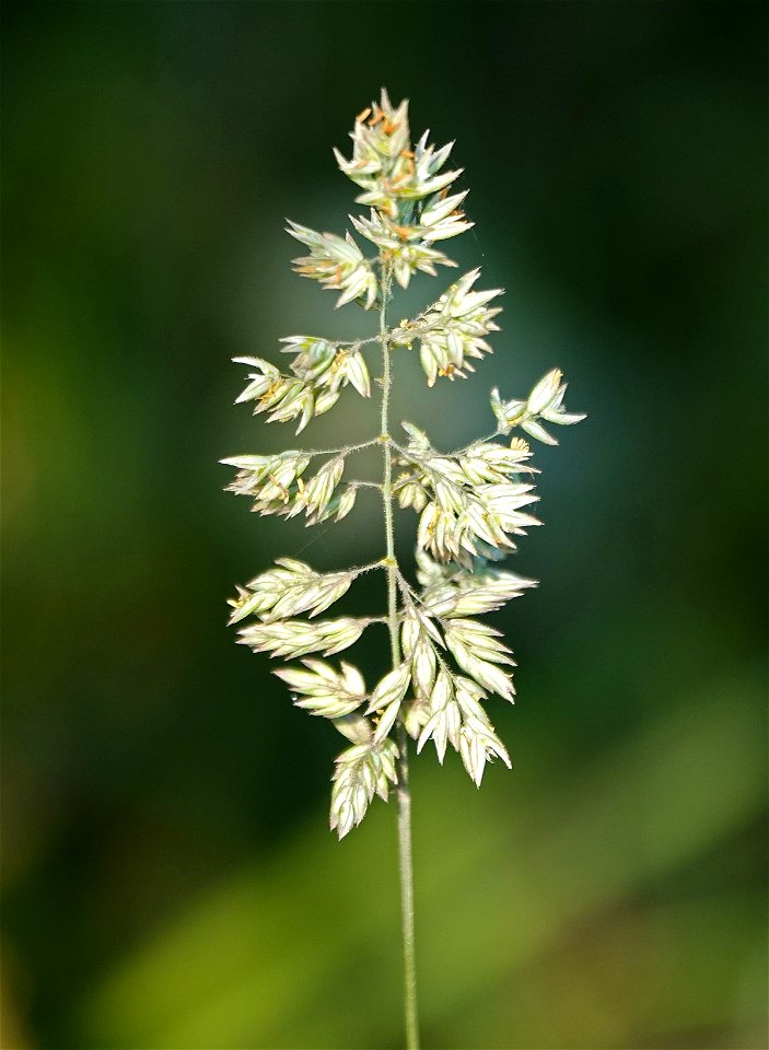 GRASS FLOWER (Sp) (8-28-2021) crescent city, del norte co, ca -01