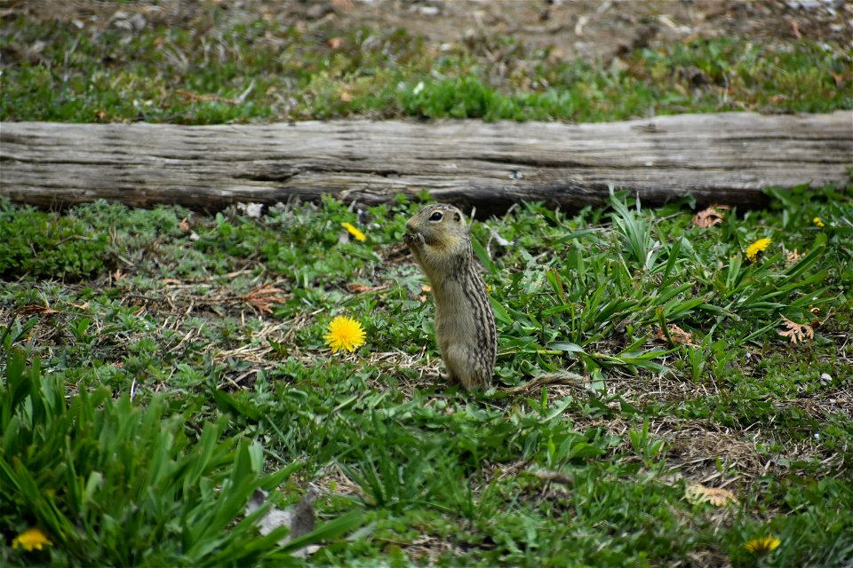 Thirteen-Lined Ground Squirrel Lake Andes Wetland Management District South Dakota
