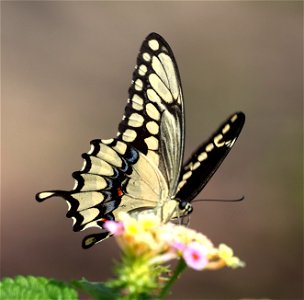 SWALLOWTAIL, GIANT (Papilio crephontes) (12-09-2022) national buttrerfly center, mission, hidalgo co, tx -01