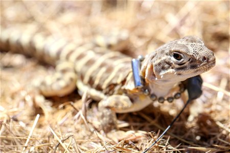 Blunt-nosed Leopard Lizard release at Panoche Plateau