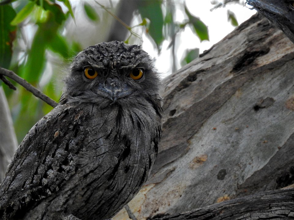 Tawny frogmouth