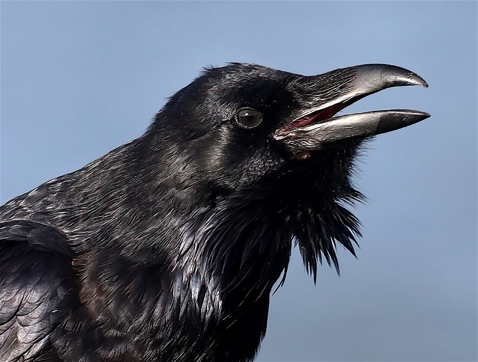 653 - COMMON RAVEN (10-22-2022) crescent city, del norte co, ca -06