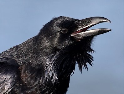653 - COMMON RAVEN (10-22-2022) crescent city, del norte co, ca -06