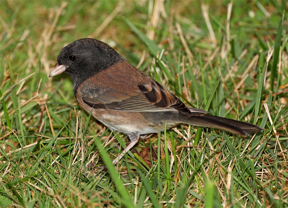899 - DARK-EYED JUNCO (11-03-2021) oregon, crescent city, del norte co, ca -01