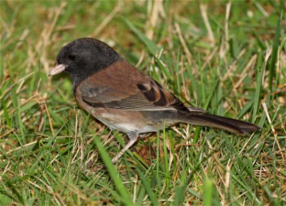 899 - DARK-EYED JUNCO (11-03-2021) oregon, crescent city, del norte co, ca -01