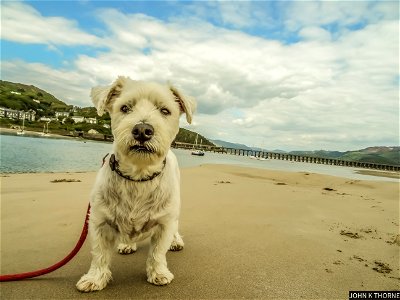 Fairbourne and Barmouth Wales. The Dog on the beach.