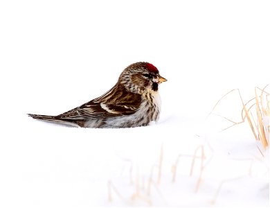 Common redpoll at Seedskadee National Wildlife Refuge