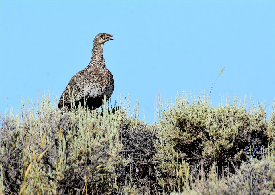Greater sage-grouse at Seedskadee National Wildlife Refuge