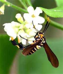 MOTH, TEXAS WASP (Horama panthalon texana) ( (01-09-2022) national butterfly center, hidalgo co, tx -01