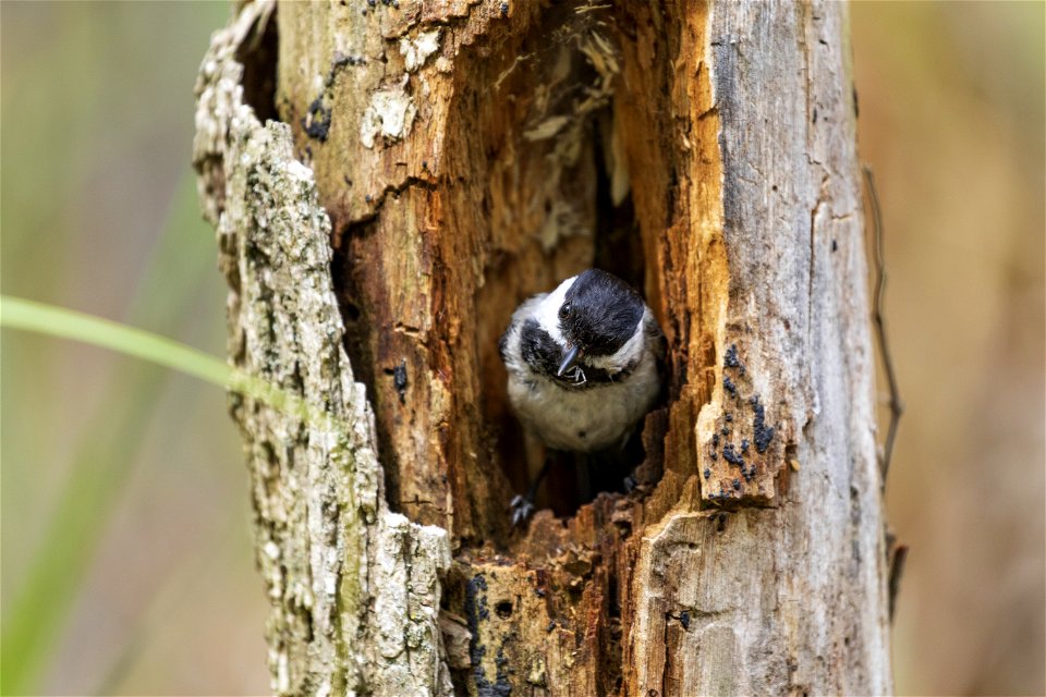 Black-capped chickadee photo