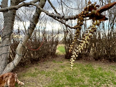 Poplar Wormies
