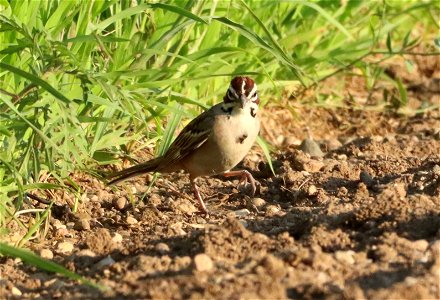 Lark Sparrow Huron Wetland Management District