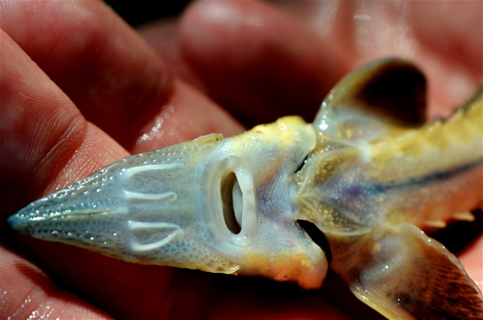 Juvenile Lake Sturgeon Mouth