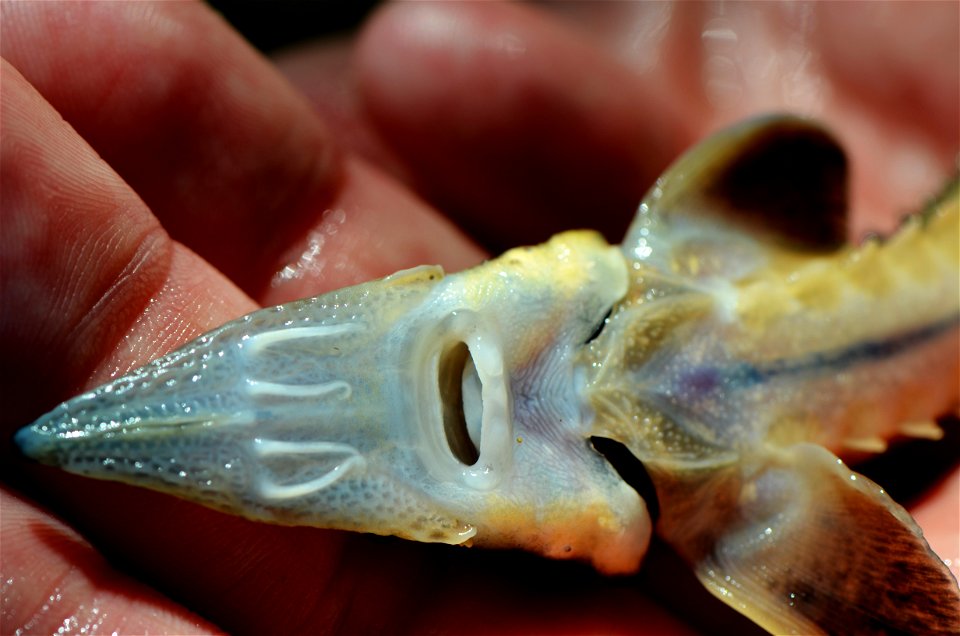 Juvenile Lake Sturgeon Mouth photo