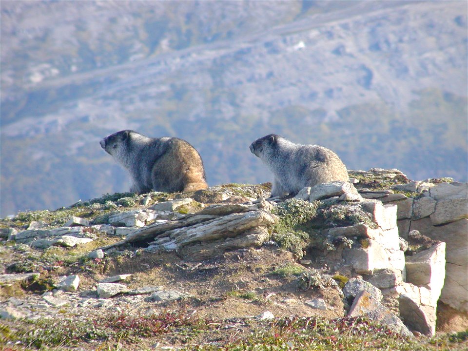 Marmot at Puale Bay