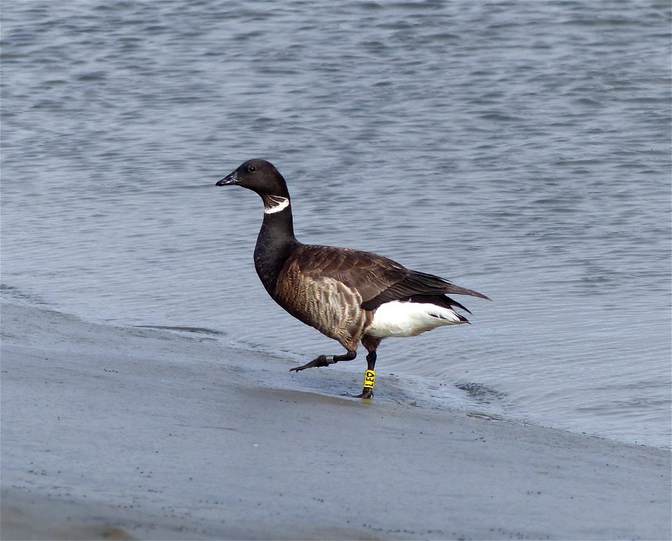 Color marked Brant