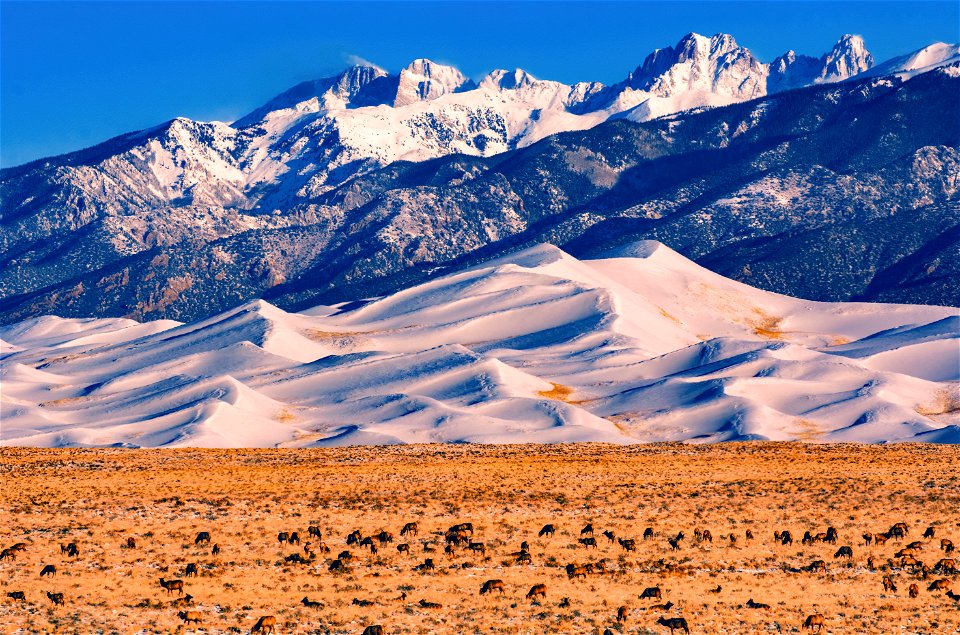 Elk Herd Below Star Dune and Crestone Peaks