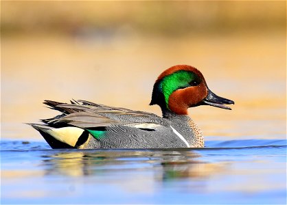 Green-winged teal at Seedskadee National Wildlife Refuge