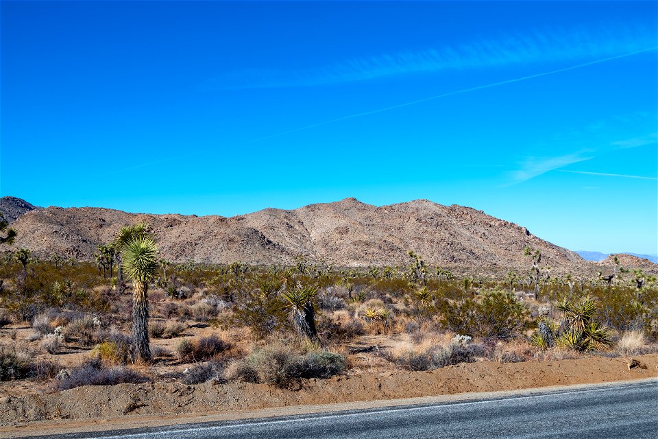 Joshua Tree National Park