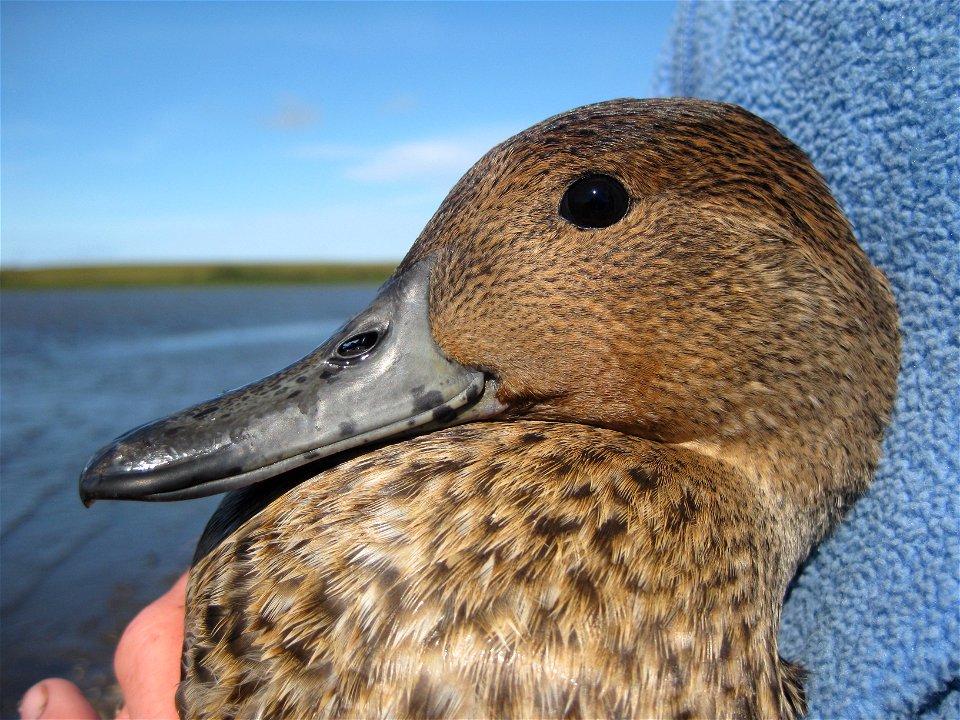 Adult Female Pintail
