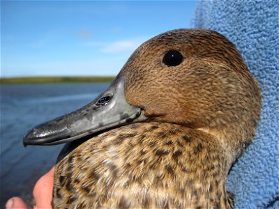 Adult Female Pintail