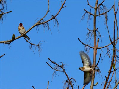 Goldfinches photo