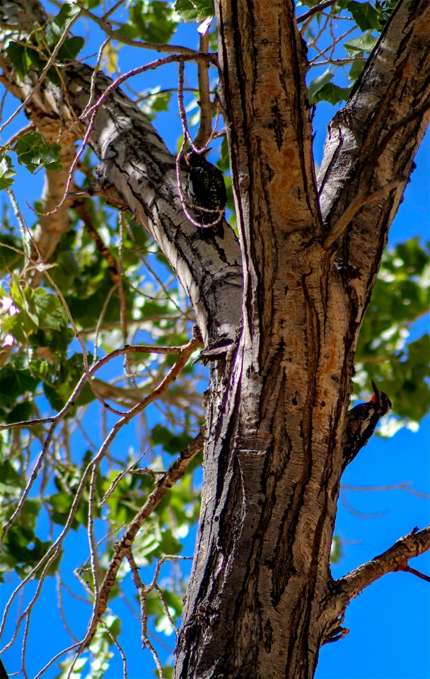 Hairy Woodpecker