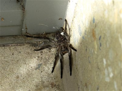Wolf Spider with Young photo