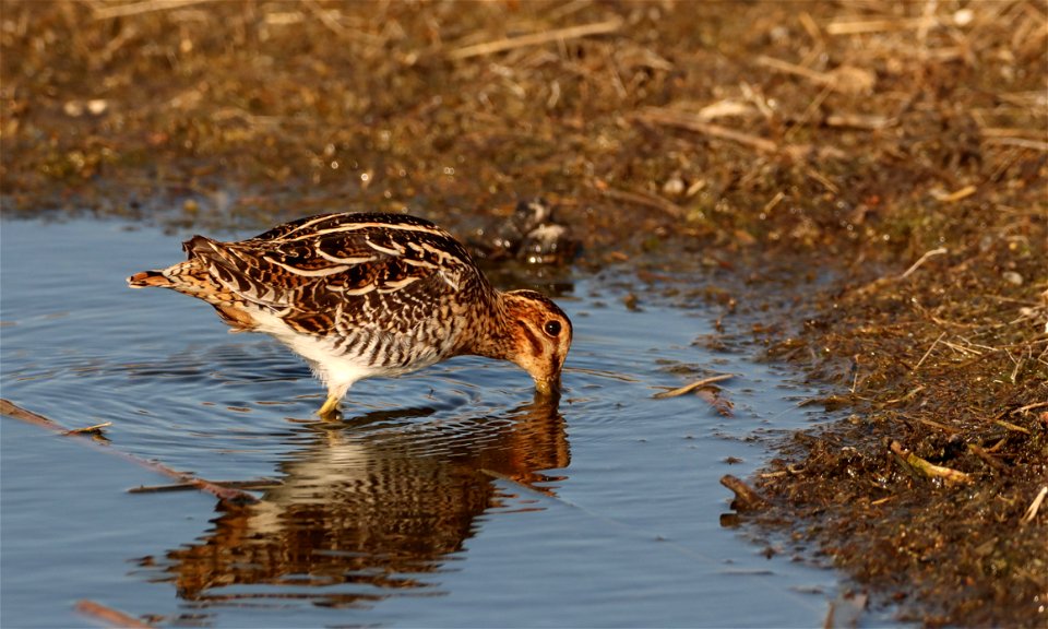 Wilson's Snipe Huron Wetland Management District