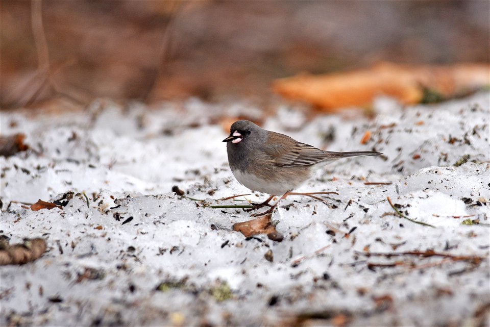 Dark-eyed junco in the snow photo