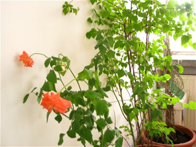 minitrandaf_fab2011_0302_132445
