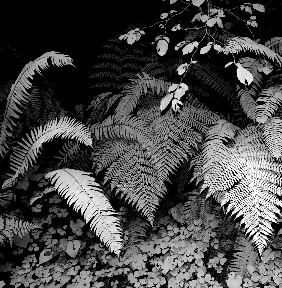 15 BLACK & WHITE STUDIES -   Dust on roadside plants, del norte co, ca (8)