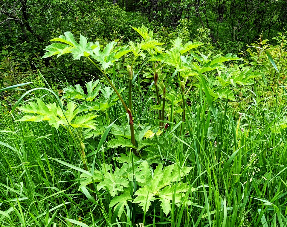 Cow parsnip photo