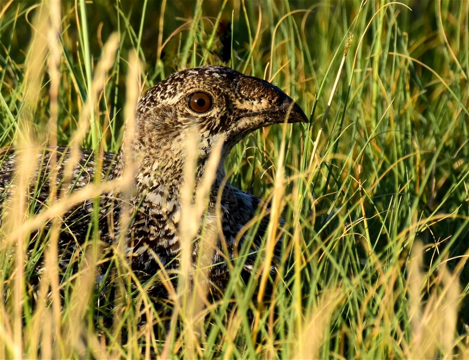 Greater sage-grouse at Seedskadee National Wildlife Refuge
